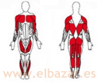 musculos_bicicleta_eliptica